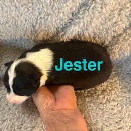 Jester - Black and white male Border Collie puppy in Jonesboro, Arkansas from Hampton Border Collies