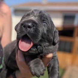 Red collar - Gray female Cane Corso puppy in Cove, Oregon from Bane's Legacy Cane Corso
