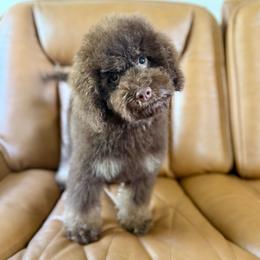 Reef - Brown male Cockapoo puppy in Danielsville, Georgia from Meg's Doodles and Poodles