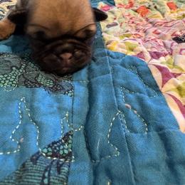 Snickers - Fawn female Pug puppy in Hanover, Virginia from Pure Pugs
