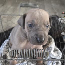 Kit - Fawn female Great Dane puppy in Albany, Oregon from Red Cloud Australian Shepherds and DeGray Great Danes & Bulldogs