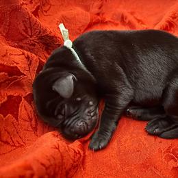 Mint Collar aka Teine - Black male Labrador Retriever puppy in Alvin, Texas from Red Retrievers