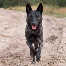 Dutch Shepherd puppies from van Horushuis Dutch Shepherds