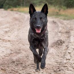 Dutch Shepherd puppies from van Horushuis Dutch Shepherds