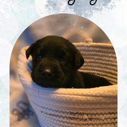 Joy - White Collar - Black female Labrador Retriever puppy in Sumerduck, Virginia from Cedar Mountain Retrievers