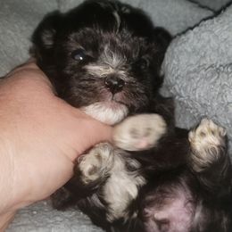 Bich-poo, Mal-Shi, Old English Sheepdog, and Poodle Puppies from Sweetest Puppy 4 Me