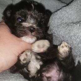 Bich-poo, Mal-Shi, Old English Sheepdog, and Poodle Puppies from Sweetest Puppy 4 Me