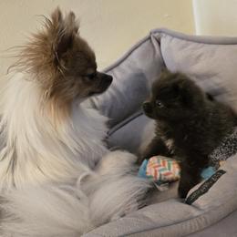Pomeranian Puppies from Mary's Pomeranians