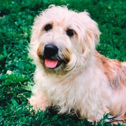 Glen of Imaal Terriers from Liberty's Glen of Imaal Terriers