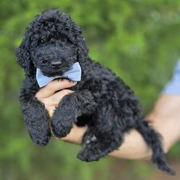 (Great Smoky Mountain) Smoky - Black male Goldendoodle puppy in Granite Falls, North Carolina from Carolina Goldendoodles