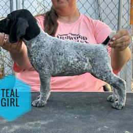 Girl 1 - Liver and white female German Shorthaired Pointer puppy in Dearborn, Missouri from Hardwood Kennels