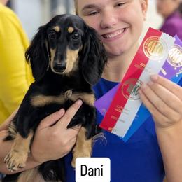 Dancer - Dachshund