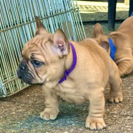 French Bulldog Puppies from Miller Frenchie Farm