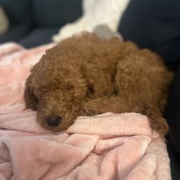 Kennedy - Apricot female Goldendoodle puppy in Eustis, Florida from Oodles of Doodles in Florida
