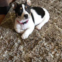 Teddy Roosevelt Terrier Puppies from Big Grove Farms