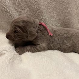 Long Haired Weimaraner Puppies from Northern Bluegrass Weimaraners