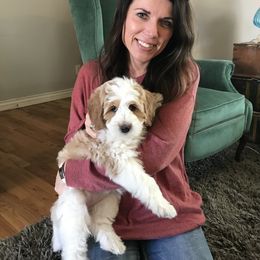 Goldendoodle Puppies from Magic Valley Goldendoodles