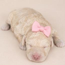 The Brain - Cream female Goldendoodle puppy in Charlotte, North Carolina from Ben and Jerry Doodles