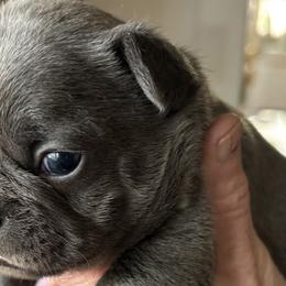 French Bulldogs from SC colored french bulldogs