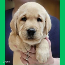 Green collar boy - Yellow male Labrador Retriever puppy in Nacogdoches, Texas from Westlane Dogs