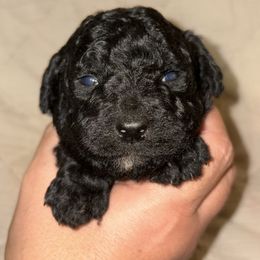 Girl 2 - Black female Goldendoodle puppy in Holly, Colorado from Vida’s Loving Doodles