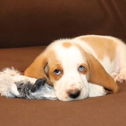 Isadora - Basset Hound puppy in Morton, Mississippi from Magnolia Basset Hounds