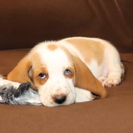 Isadora - Basset Hound puppy in Morton, Mississippi from Magnolia Basset Hounds