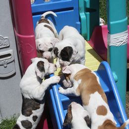 American Bulldog Puppies from Ferocia Kennels