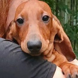 Hogan - Dachshund
