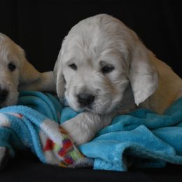 Golden Retriever Puppies from Lightning Oak Acres