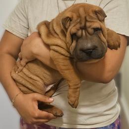Rocky - Red fawn male Chinese Shar-Pei puppy in Bakersfield, California from Cashmerewrinkles