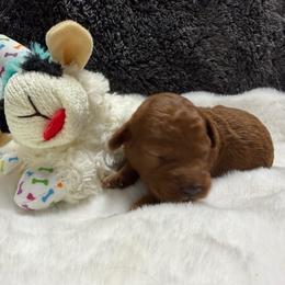 Girl 3 - Red  female Poodle puppy in Southwest Ranches, Florida from Herringbone ‘s Poodles