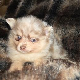 Hunnibunnies princess - Chocolate merle female Pomeranian puppy in Cleveland, Ohio from Hunnibunnies