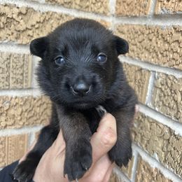 Belgian Malinois Puppies from Noordkust Malinois