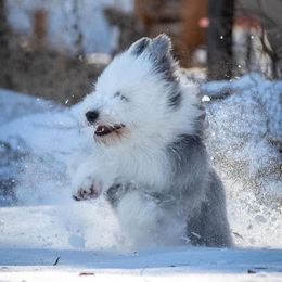 Tequila - Old English Sheepdog puppy from Saddle Rock Kennels