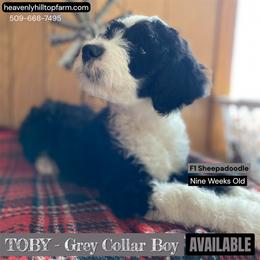 Goldendoodle, Poodle, and Sheepadoodle Puppies from Heavenly Hilltop Farm