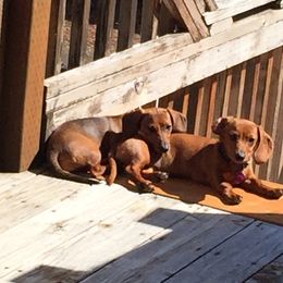 Dachshund Puppies from Doxie Acres