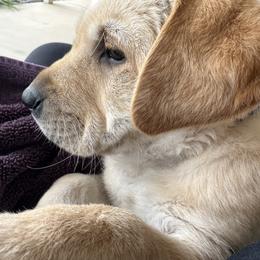 Goldendoodle and Labrador Retriever Puppies from BV Labs & Doodles