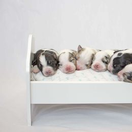 Australian Shepherd Puppies from Saddle Peak Aussies