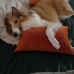 Collie All Grown Up from Tucker Creek Collies