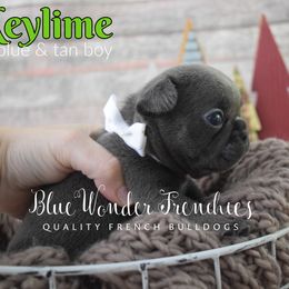 Key Lime - Tricolors male French Bulldog puppy in Loxahatchee, Florida from Blue Wonder Frenchies