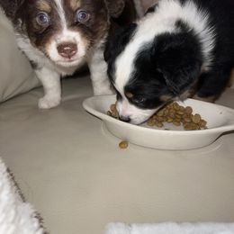 Miniature Australian Shepherd Puppies from Amberwood DD Aussies