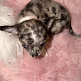 Chihuahua Puppies from Chihuahua casa