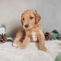 Goldendoodle Puppies from Summer Sun Doodles