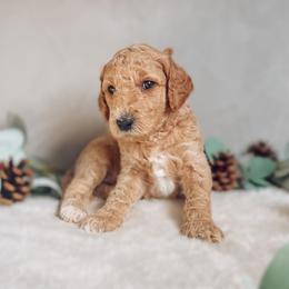 Goldendoodle Puppies from Summer Sun Doodles