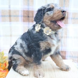 Mocha (Pink Bow) - female Bernese Mountain Dog puppy in Middlesex, North Carolina from Willow Springs Doodles & Berners