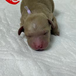 Rosaline - Apricot female Goldendoodle puppy in Yerington, Nevada from GoldenHearted Doodles