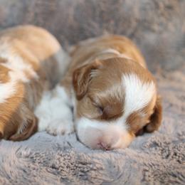Boy 2 - male Cavapoochon puppy in Fredericksburg, Ohio from Timshell Farm Specialty Crossbreed Puppies