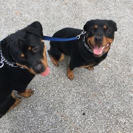 Rottweiler All Grown Up from Seau Leau Kennels