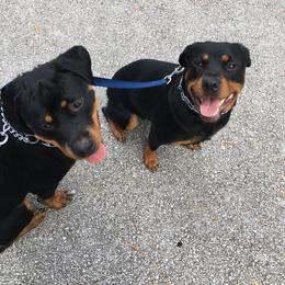 Rottweiler All Grown Up from Seau Leau Kennels
